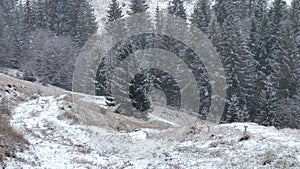 Winter mountain forest and snowflakes falling