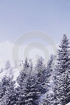 Winter mountain forest in Soelden