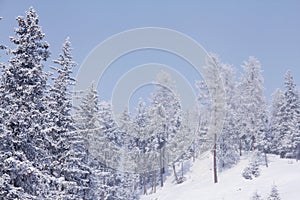 Winter mountain forest in Soelden