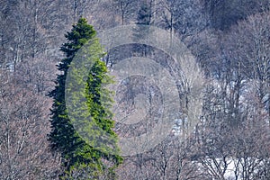 Winter mountain landscape with big fir tree