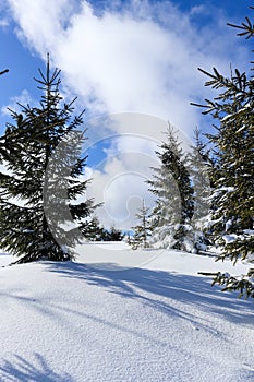 Winter mountain landscape with blue sky and snowy trees. Silesian Beskids, Poland