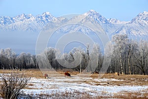 Winter mountain landscape. Cows grazing on a winter pasture.