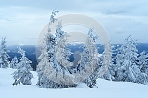 Winter Mountain Landscape with Fir Trees