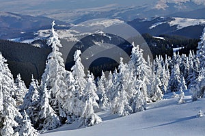 Winter mountain landscape with fir trees on slope