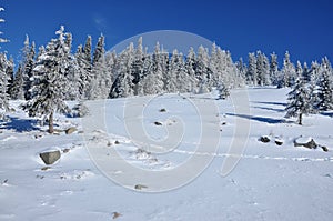 Winter mountain landscape with fir trees on slope