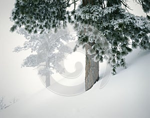 Winter Mountain Landscape Fresh Snow Pines
