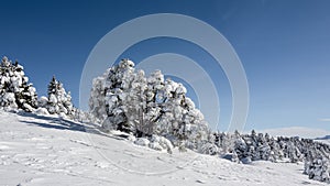 Winter mountain landscape, nature reserve of the Vercors high plateaux, France