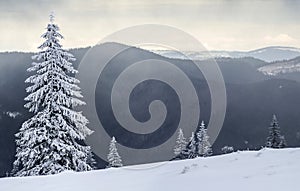 Winter mountain landscape with snow covered pine trees