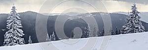 Winter mountain landscape with snow covered pine trees