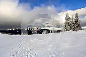 Winter mountain landscape with snow covered pine trees and low c