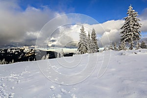 Winter mountain landscape with snow covered pine trees and low c