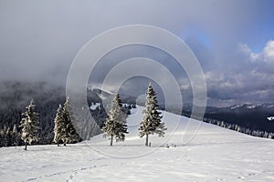 Winter mountain landscape with snow covered pine trees and low c