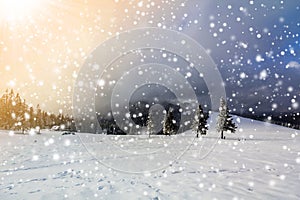 Winter mountain landscape with snow covered pine trees and low c