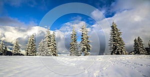 Winter mountain landscape with snow covered pine trees and low c