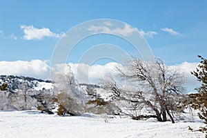 Winter Mountain Landscape with Snow Pine Tree Sky Cloud