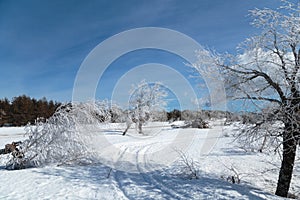 Winter Mountain Landscape with Snow Pine Tree Sky Cloud