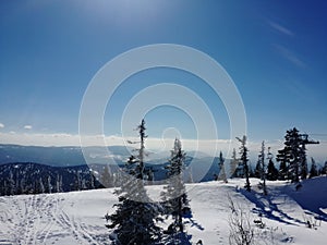 Winter mountain landscape - a snow-white glade, bright sun and snowy fir trees, branches covered with flakes of