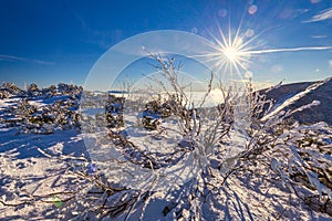 Winter mountain landscape with with snowy scrub