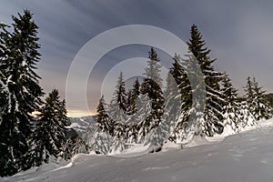 Zimní horská krajina. Zasněžené stromy pod oblohou v noci v Smrekovica, Slovensko