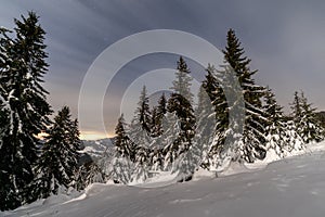 Winter mountain landscape. Snowy trees under sky at night in Smrekovica, Slovakia