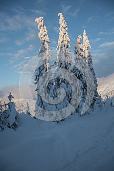 Winter mountain landscape at sunrise. Frosty trees under warm sunlight