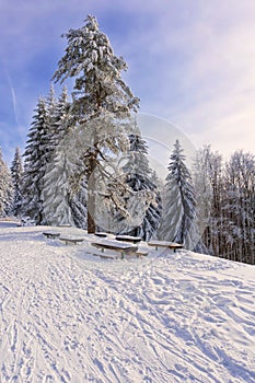 Winter mountain landscape with tall lonely pine tree.