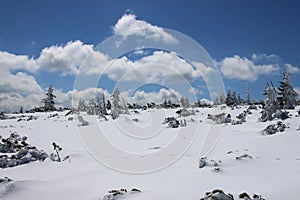 Winter mountain landscape. Trees and shrubs covered with snow and ice