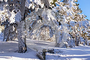 Winter in the mountain navacerrada madrid, spain, photo