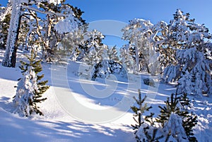 Winter in the mountain navacerrada madrid,spain, photo