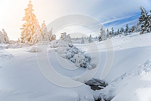 Winter mountain panorama with snowy trees