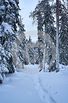 Snowy footpath in forest in mountains after heawy snowfall