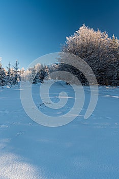 Winter mountain scenery with fozen trees, snow covered meadow and clear sky