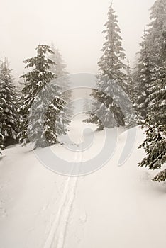 Zimní horské scenérie se smrky, sněhem, běžkařskou stopou a zataženou oblohou