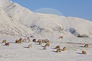 Mountain sheep, Snow, Cumbria