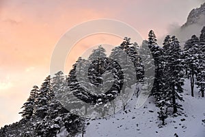 Winter mountain with tree full of snowfall with golden hour sky wallpaper