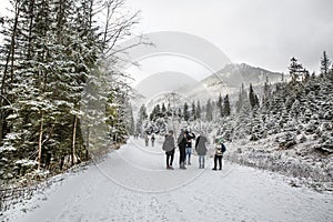 Winter in mountains, active tourists, a lot of fir trees or pine trees covered with snow