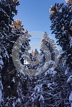 Winter in mountains with beautiful blue colors at Christmas time