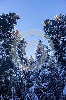 Winter in mountains with beautiful blue colors at Christmas time