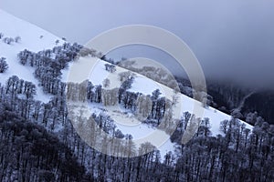 Winter in the mountains Carpathians, snowy trees with frost, beautiful background