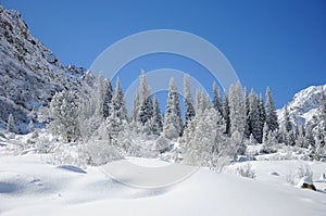 Winter with mountains and firtrees in snow