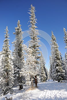 Winter with mountains and firtrees in snow