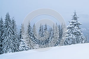 Winter mountains landscape of Carpathians hill and christmas tree snow covered