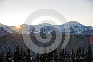 Winter mountains landscape panorama at sunrise. Clear blue sky over dark spruce pine trees forest, covered with snow mountain