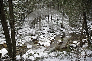 Winter in the mountains, a little river, a lot of fir trees or pine trees covered with snow