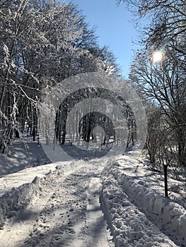 Zima v lese počas slnečného dňa, sneh svieti.