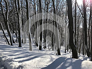 Winter in the woods during sunny day, snow shining.