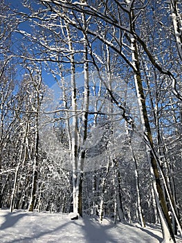 Winter in the woods during sunny day, snow shining.