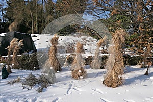 Winter mulch plant protection made of dry grass