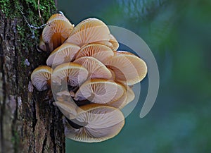 Winter mushroom flammulina velutipes on tree background