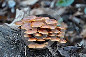 Winter mushrooms Flammulina velutipes